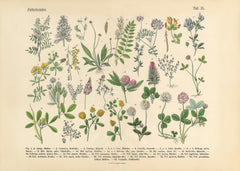 Victorian Garden No1 Print