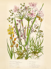 Vintage Flowers Two Print