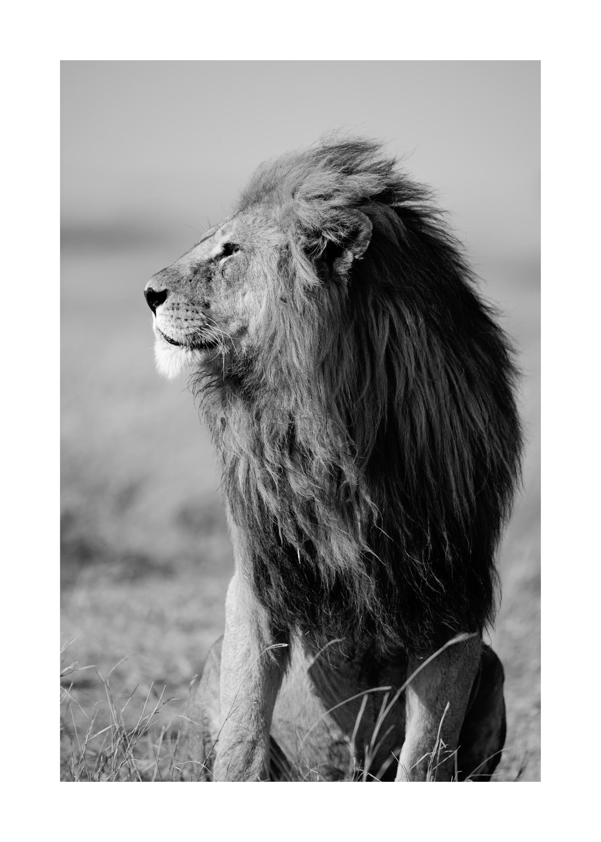 Lion in the Wild Print