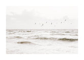 Flock of Seabirds Print