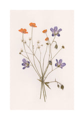Pressed Flowers No1 Print