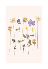 Pressed Flowers No2 Print
