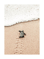 Baby Turtle Print