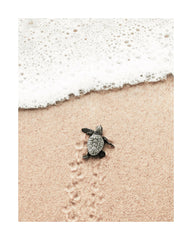 Baby Turtle Print