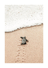 Baby Turtle Print