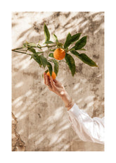Picking Oranges Print