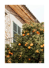 Oranges In Garden Print