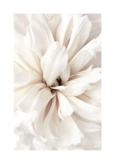 Close Up Blossom Print