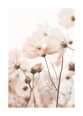Pink Cosmos Flowers Print
