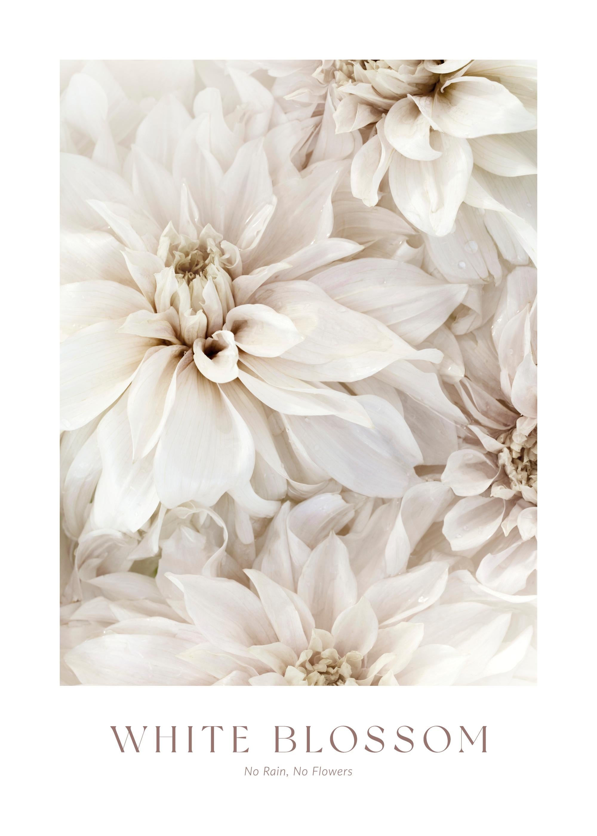 White Blossom No2 Print