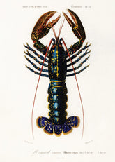 Vintage Lobster Print