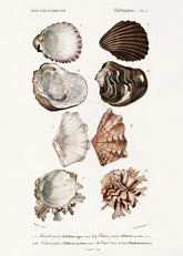 Vintage Shells Print