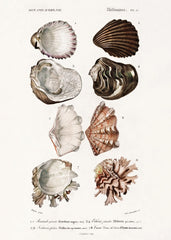 Vintage Shells Print