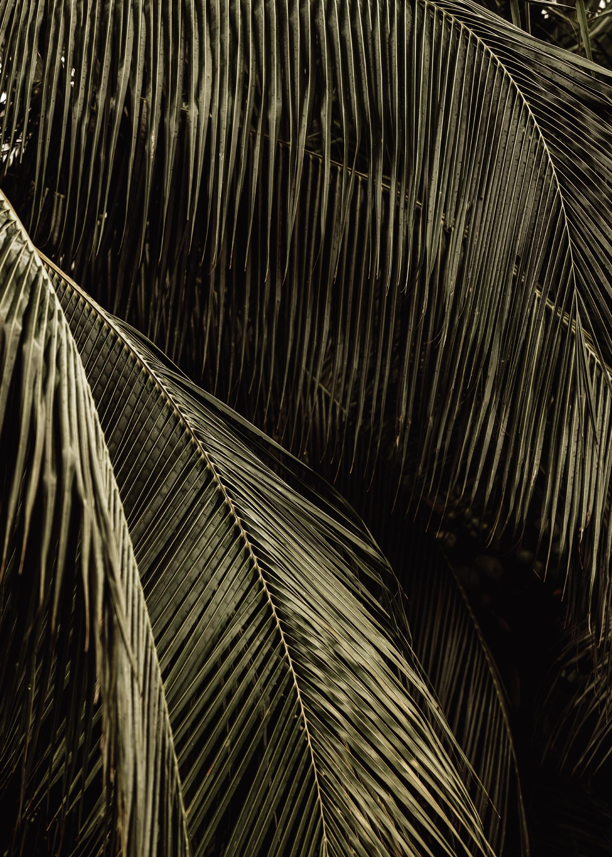 Palm Reverie Print