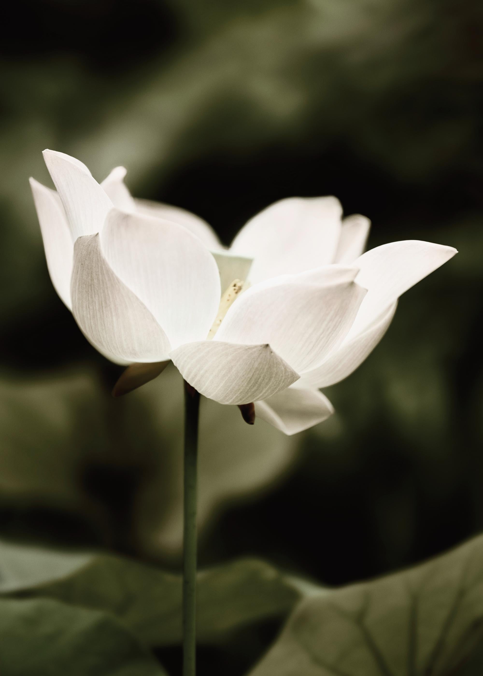 Symbol of Peace Print