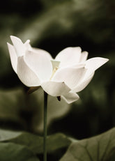 Symbol of Peace Print