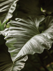 Green Serenity Print