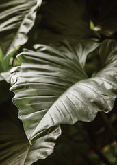 Green Serenity Print