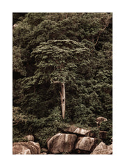 Roots of the Earth Print