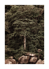 Roots of the Earth Print