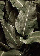 Green Symphony Print