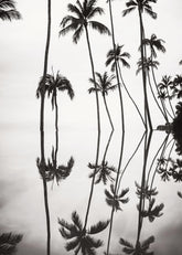 Tranquil Reflection Print