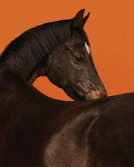 Stallion Print