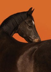 Stallion Print