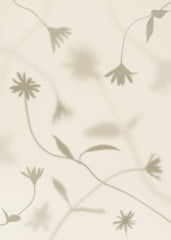 Petal Shadows Print