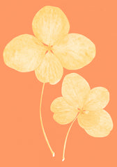 Two in Bloom Print