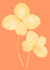 Two in Bloom Print