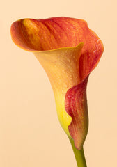 Color Calla Print