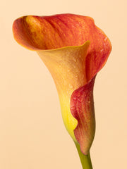 Color Calla Print