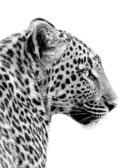 Leopard Profile Print