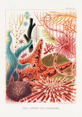 Great Barrier Reef Print