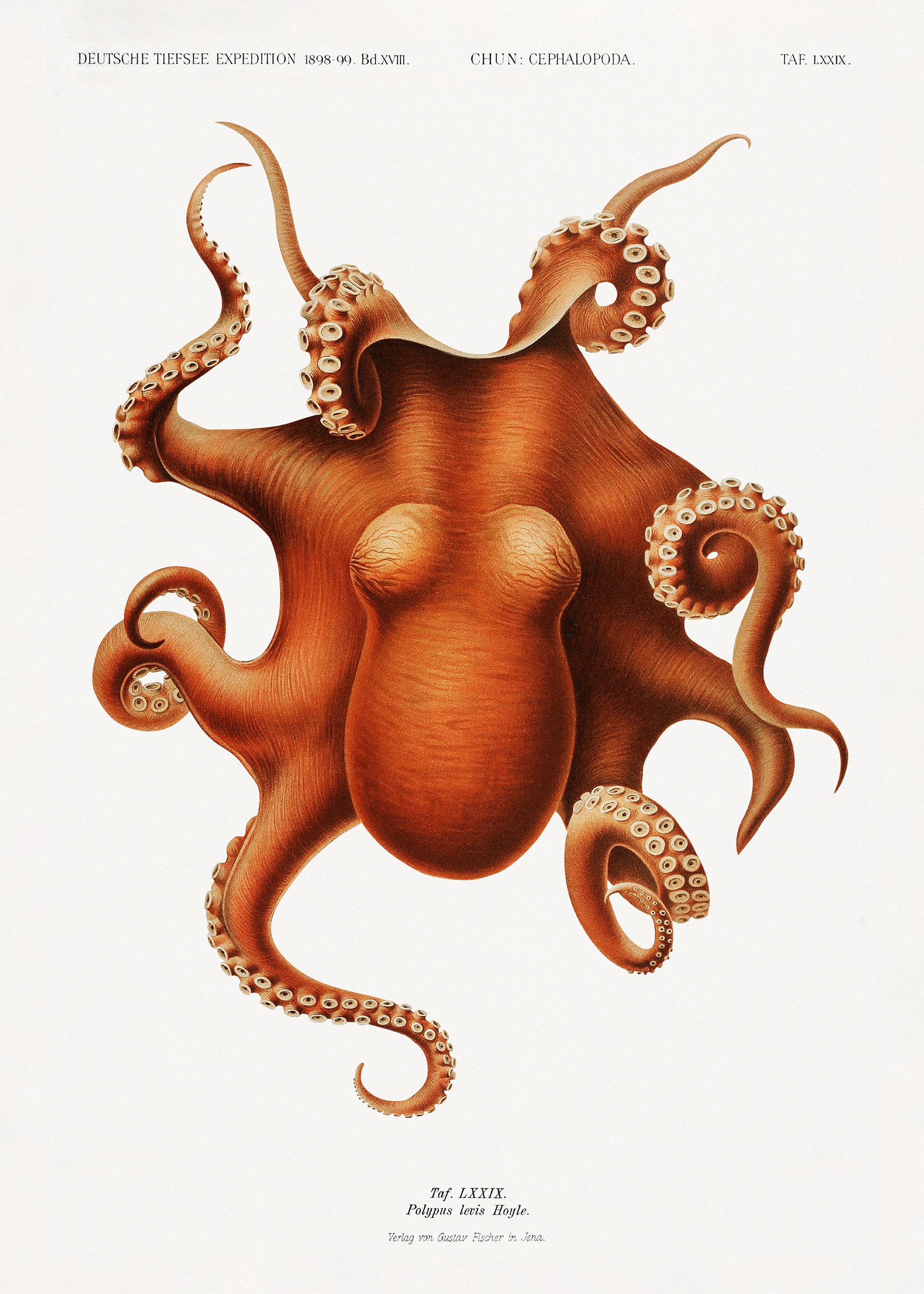 Vintage Octopus Print