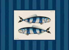 Vintage Pilot Fish Print