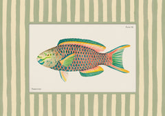 Vintage Parrotfish Print