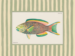 Vintage Parrotfish Print