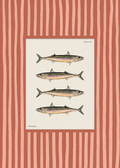 Vintage Mackerel Print