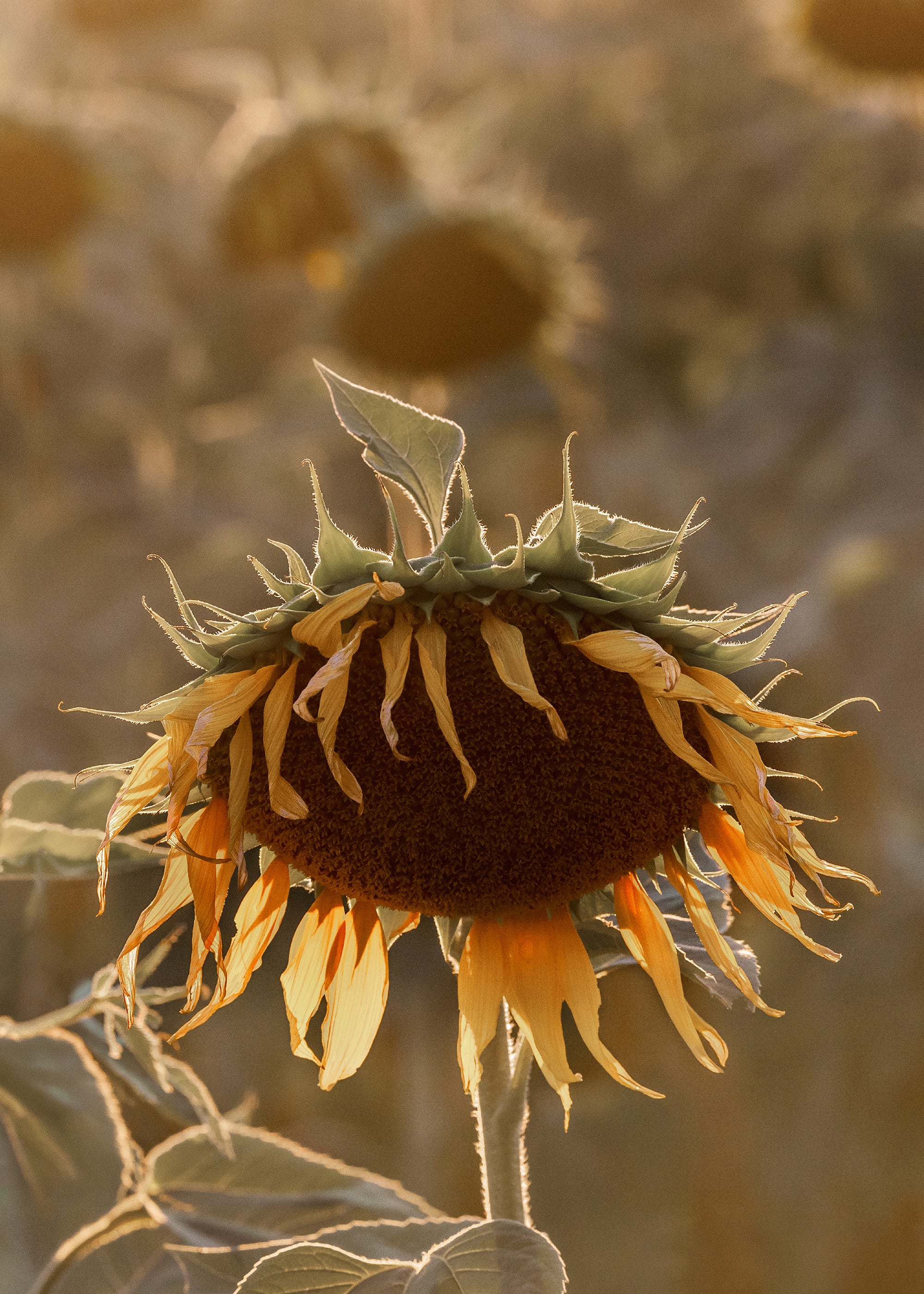 Sunflower on Field Print