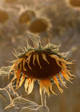 Sunflower on Field Print