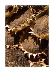 Ripe Sunflowers Print