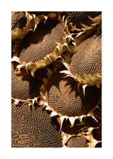Ripe Sunflowers Print