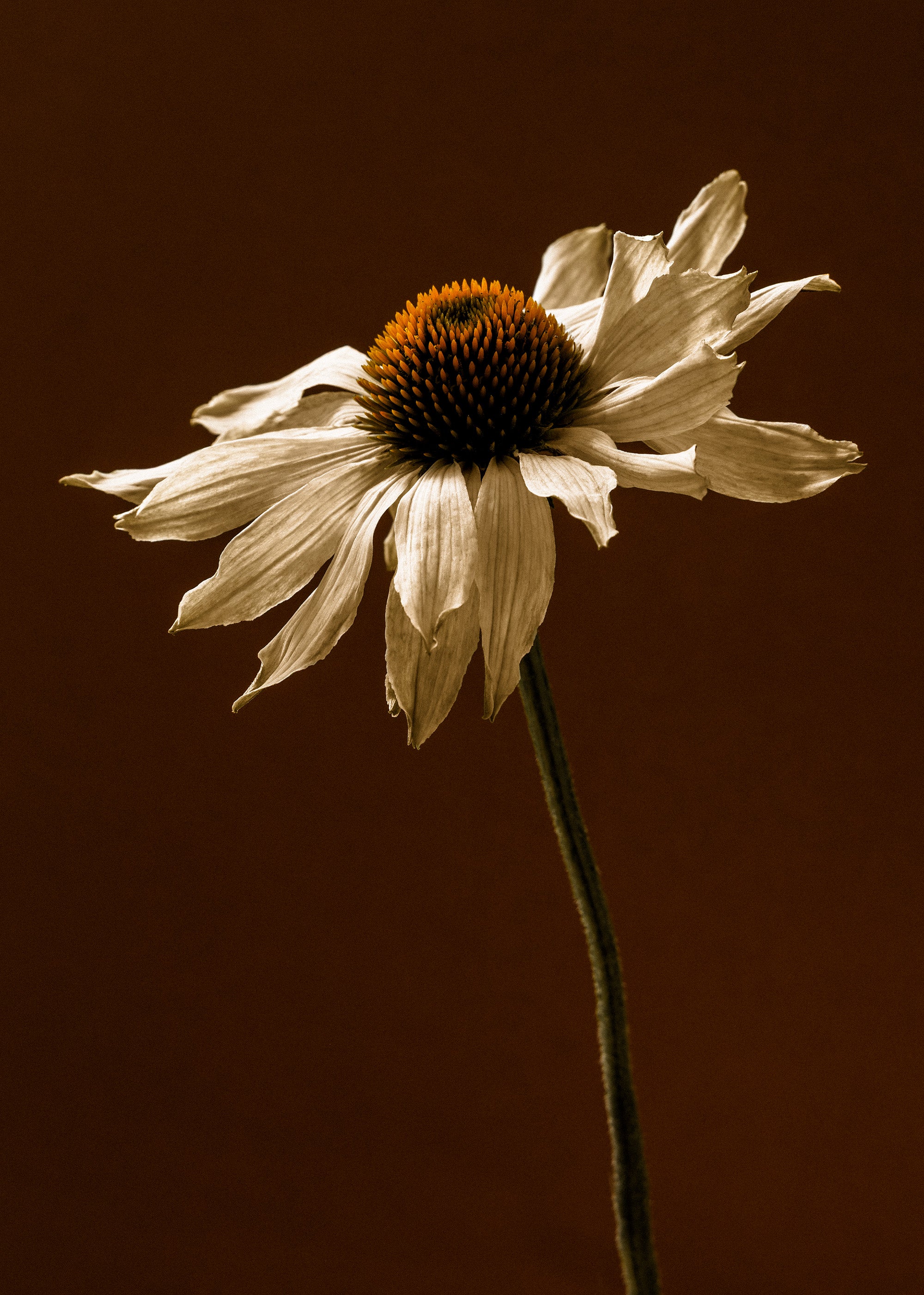 End of Bloom Print