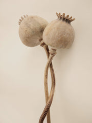 Dried Poppy Heads Print