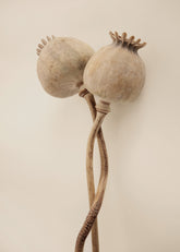 Dried Poppy Heads Print