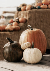 Pumpkin Variety Print