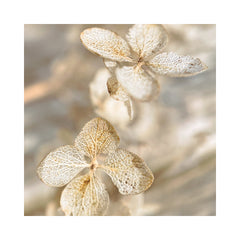 Dried Hydrangea Print
