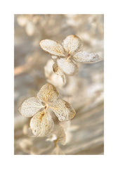 Dried Hydrangea Print